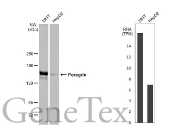 Anti-Peregrin antibody [HL2064] used in Western Blot (WB). GTX637968