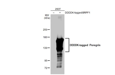 Anti-Peregrin antibody [HL2064] used in Western Blot (WB). GTX637968