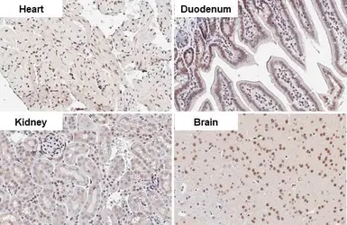 Anti-CHD2 antibody [HL2066] used in IHC (Paraffin sections) (IHC-P). GTX637970
