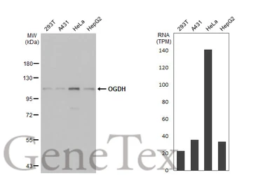 Anti-OGDH antibody [HL2072] used in Western Blot (WB). GTX637980