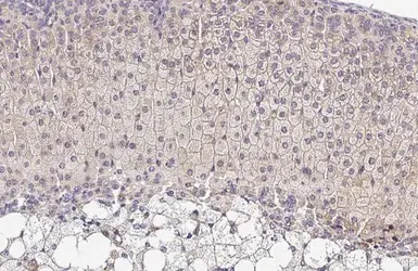 Anti-OAT antibody [HL2087] used in IHC (Paraffin sections) (IHC-P). GTX637995