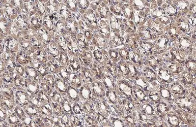 Anti-OAT antibody [HL2087] used in IHC (Paraffin sections) (IHC-P). GTX637995