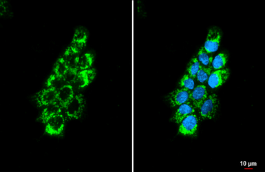 Anti-OAT antibody [HL2087] used in Immunocytochemistry/ Immunofluorescence (ICC/IF). GTX637995
