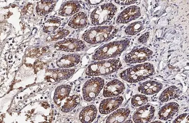 Anti-OAT antibody [HL2088] used in IHC (Paraffin sections) (IHC-P). GTX637996