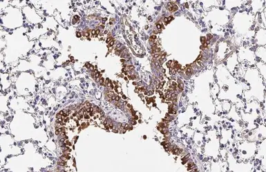 Anti-OAT antibody [HL2088] used in IHC (Paraffin sections) (IHC-P). GTX637996
