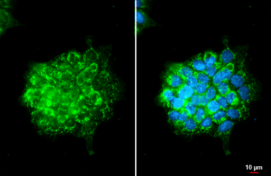 Anti-OAT antibody [HL2088] used in Immunocytochemistry/ Immunofluorescence (ICC/IF). GTX637996