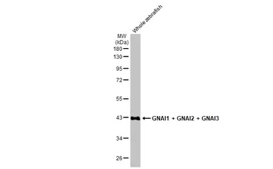 Anti-GNAI1 + GNAI2 + GNAI3 antibody [HL2092] used in Western Blot (WB). GTX638000