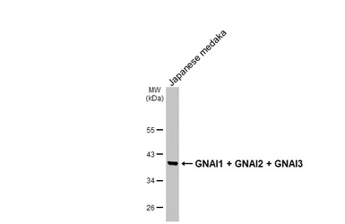 Anti-GNAI1 + GNAI2 + GNAI3 antibody [HL2092] used in Western Blot (WB). GTX638000