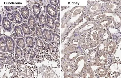 Anti-GNAI1 + GNAI2 + GNAI3 antibody [HL2092] used in IHC (Paraffin sections) (IHC-P). GTX638000