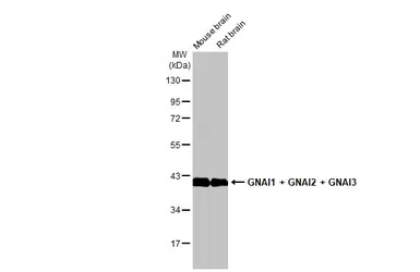 Anti-GNAI1 + GNAI2 + GNAI3 antibody [HL2092] used in Western Blot (WB). GTX638000