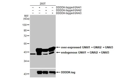 Anti-GNAI1 + GNAI2 + GNAI3 antibody [HL2092] used in Western Blot (WB). GTX638000