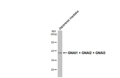 Anti-GNAI1 + GNAI2 + GNAI3 antibody [HL2093] used in Western Blot (WB). GTX638001