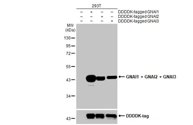 Anti-GNAI1 + GNAI2 + GNAI3 antibody [HL2093] used in Western Blot (WB). GTX638001