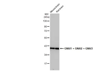 Anti-GNAI1 + GNAI2 + GNAI3 antibody [HL2093] used in Western Blot (WB). GTX638001