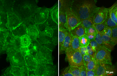 Anti-GNAI3 antibody [HL2096] used in Immunocytochemistry/ Immunofluorescence (ICC/IF). GTX638004