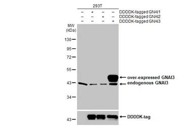 Anti-GNAI3 antibody [HL2096] used in Western Blot (WB). GTX638004
