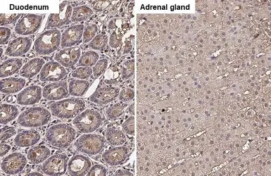 Anti-GNAI3 antibody [HL2096] used in IHC (Paraffin sections) (IHC-P). GTX638004