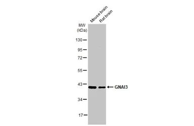 Anti-GNAI3 antibody [HL2096] used in Western Blot (WB). GTX638004
