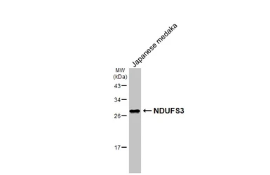 Anti-NDUFS3 antibody [HL2097] used in Western Blot (WB). GTX638005