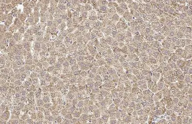 Anti-OTC antibody [HL2122] used in IHC (Paraffin sections) (IHC-P). GTX638094