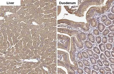 Anti-OTC antibody [HL2122] used in IHC (Paraffin sections) (IHC-P). GTX638094