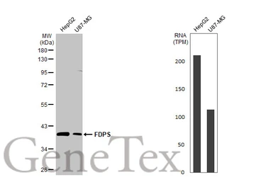 Anti-FDPS antibody [HL2123] used in Western Blot (WB). GTX638095