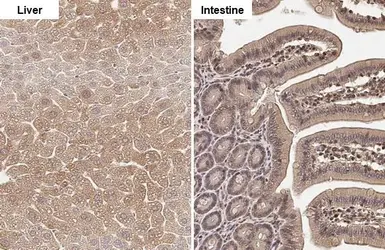 Anti-FDPS antibody [HL2123] used in IHC (Paraffin sections) (IHC-P). GTX638095