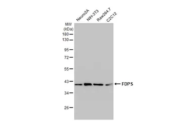 Anti-FDPS antibody [HL2123] used in Western Blot (WB). GTX638095