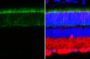 Anti-GNAT1 antibody [HL2126] used in IHC (Paraffin sections) (IHC-P). GTX638098