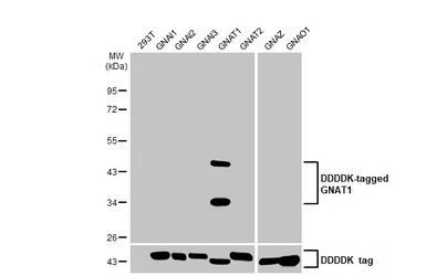 Anti-GNAT1 antibody [HL2126] used in Western Blot (WB). GTX638098