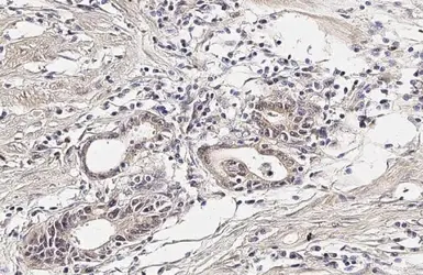 Anti-CYR61 antibody [HL2144] used in IHC (Paraffin sections) (IHC-P). GTX638122