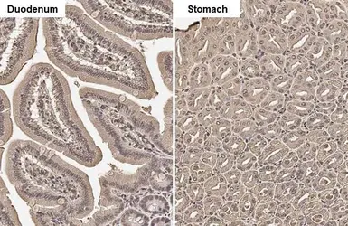 Anti-ADFP antibody [HL2147] used in IHC (Paraffin sections) (IHC-P). GTX638125