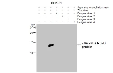 Anti-Zika virus NS2B protein antibody [HL2151] used in Western Blot (WB). GTX638129