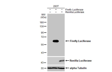 Anti-Firefly Luciferase antibody [HL2164] used in Western Blot (WB). GTX638142