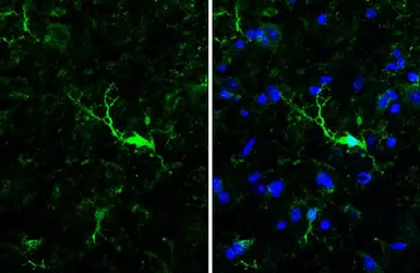 Anti-Iba1 antibody [HL1880-MS] used in IHC (Frozen sections) (IHC-Fr). GTX638147