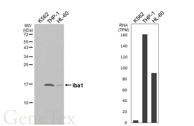 Anti-Iba1 antibody [HL1880-MS] used in Western Blot (WB). GTX638147