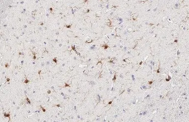 Anti-Iba1 antibody [HL1880-MS] used in IHC (Paraffin sections) (IHC-P). GTX638147