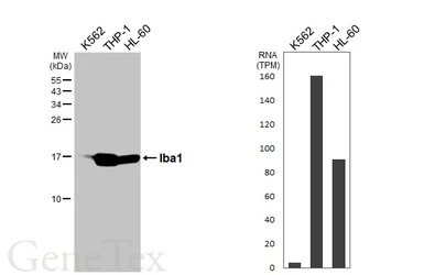 Anti-Iba1 antibody [HL1880-RT] used in Western Blot (WB). GTX638148