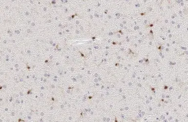 Anti-Iba1 antibody [HL1880-RT] used in IHC (Paraffin sections) (IHC-P). GTX638148