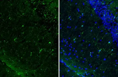 Anti-Iba1 antibody [HL1880-RT] used in IHC (Frozen sections) (IHC-Fr). GTX638148