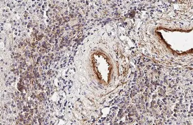 Anti-BCA1 antibody [HL2172] used in IHC (Paraffin sections) (IHC-P). GTX638176