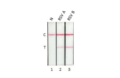 Anti-Respiratory Syncytial virus Nucleoprotein antibody [HL2182] used in Lateral Flow (Lateral Flow). GTX638186