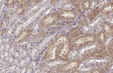 Anti-WNK1 antibody [HL2184] used in IHC (Paraffin sections) (IHC-P). GTX638188