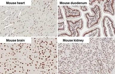 Anti-CBP antibody [HL2197] used in IHC (Paraffin sections) (IHC-P). GTX638201