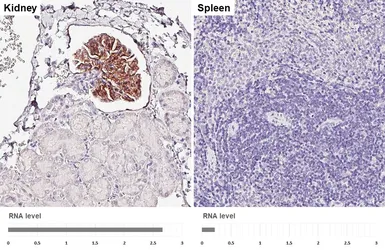 Anti-NPR-C antibody [HL2200] used in IHC (Paraffin sections) (IHC-P). GTX638204