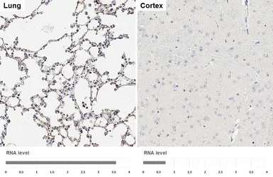 Anti-NPR-C antibody [HL2200] used in IHC (Paraffin sections) (IHC-P). GTX638204