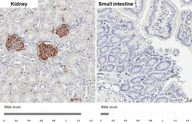 Anti-NPR-C antibody [HL2200] used in IHC (Paraffin sections) (IHC-P). GTX638204