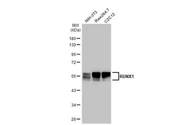Anti-RUNX1 antibody [HL2211] used in Western Blot (WB). GTX638215