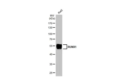 Anti-RUNX1 antibody [HL2211] used in Western Blot (WB). GTX638215