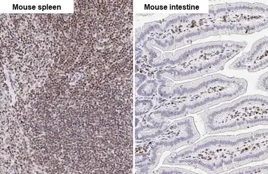 Anti-RUNX1 antibody [HL2211] used in IHC (Paraffin sections) (IHC-P). GTX638215